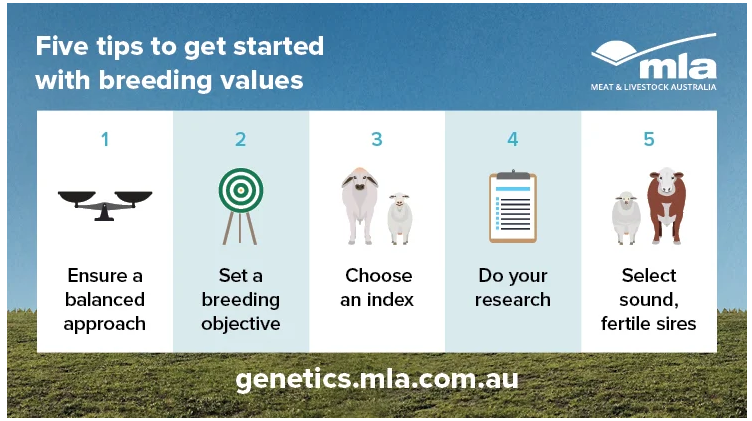 Five tips to get started with breeding values