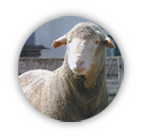 The Dohne Sheep Breed
