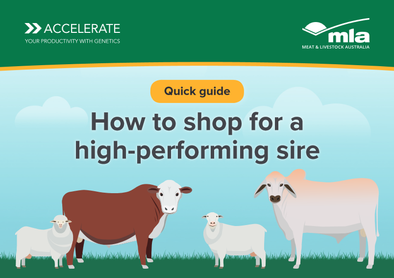 How to shop for a high performing sire